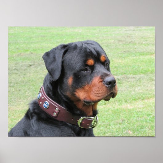 Handsome Rottweiler Poster (Voorkant)