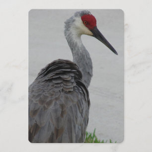 Handsome Sandhill Crane Kaart