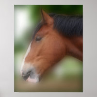 Handsome Shire Draft Horse