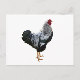 Handsome Silver Penciled Wyandotte Rooster Briefkaart