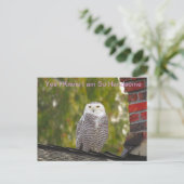 Handsome Snow Owl Briefkaart (Staand voorkant)