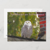 Handsome Snow Owl Briefkaart (Voorkant / Achterkant)