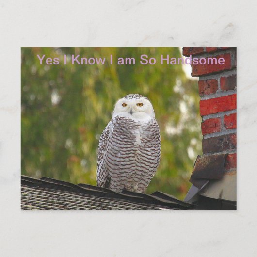 Handsome Snow Owl Briefkaart (Voorkant)