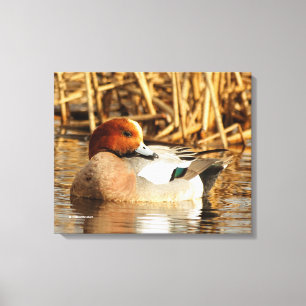 Handsome Stranger Eurasian Wigeon Duck aan de Pond Canvas Afdruk