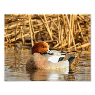 Handsome Stranger in Town Eurasian Wigeon Foto Afdruk