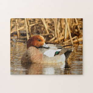 Handsome Stranger in Town Eurasian Wigeon Legpuzzel