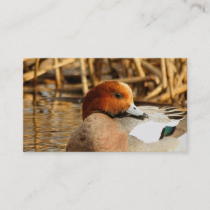 Handsome Stranger in Town Eurasian Wigeon Visitekaartje
