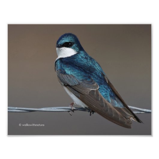 Handsome Tree Swallow: Bird on a Wire Foto Afdruk (Voorkant)