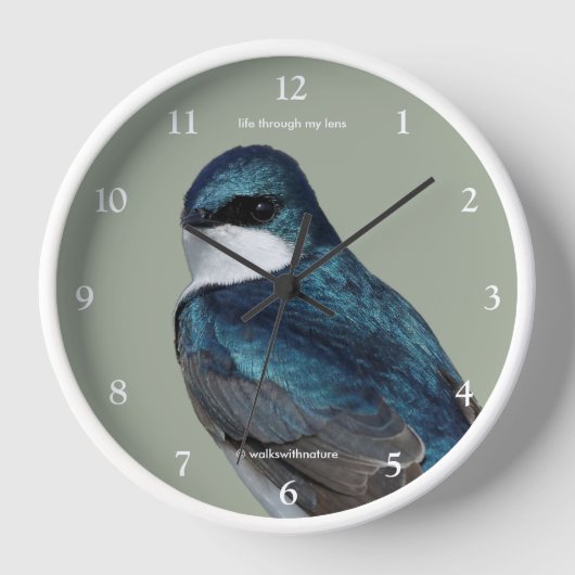 Handsome Tree Swallow Songbird on a Wire (Voorkant)