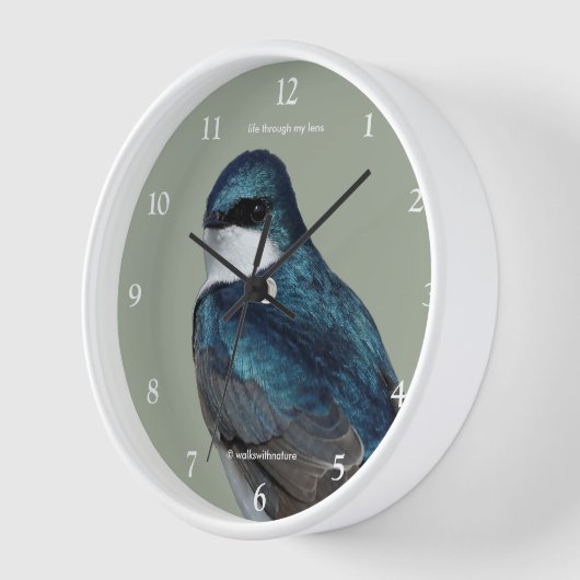 Handsome Tree Swallow Songbird on a Wire (Hoek)