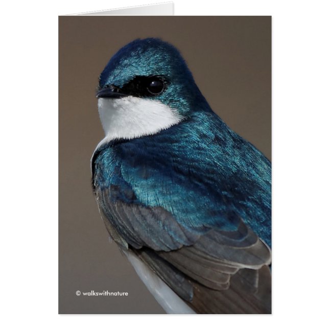 Handsome Tree Swallow Songbird on a Wire (Voorkant)