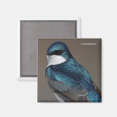 Handsome Tree Swallow Songbird on a Wire Magneet (Voorkant / Achterkant)