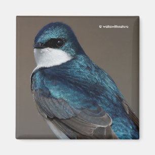 Handsome Tree Swallow Songbird on a Wire Magneet