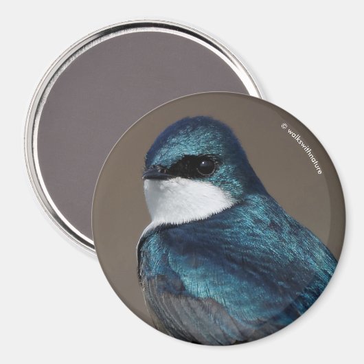 Handsome Tree Swallow Songbird on a Wire Magneet (Voorkant / Achterkant)