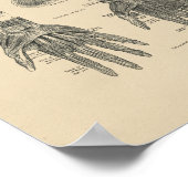  handspieren Anatomie 1880 Afdrukken Poster (Hoek)