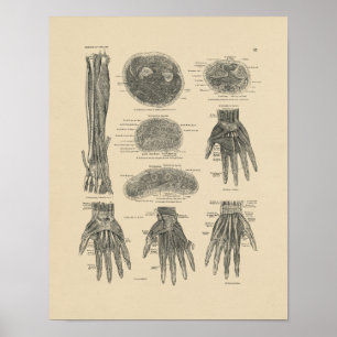  handspieren Anatomie 1880 Afdrukken Poster