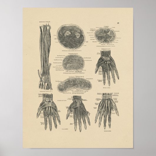  handspieren Anatomie 1880 Afdrukken Poster (Voorkant)