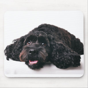 hanenpoodle mix puppy mousepad muismat