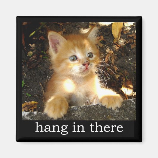 Hang daar in - Kitten Magnet Magneet (Voorkant)
