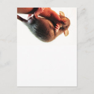 Hang daar in Rat Briefkaart