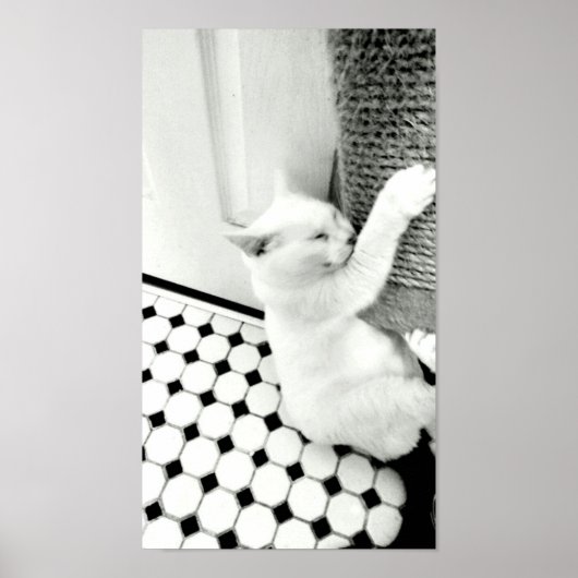 Hang In There Poster de chat noir et blanc (Devant)