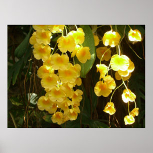 Hangende Gele Orchideeën Tropische Bloemen Poster