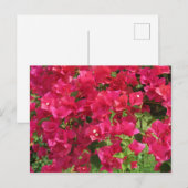 Hanging Bougainvillea Briefkaart (Voorkant / Achterkant)