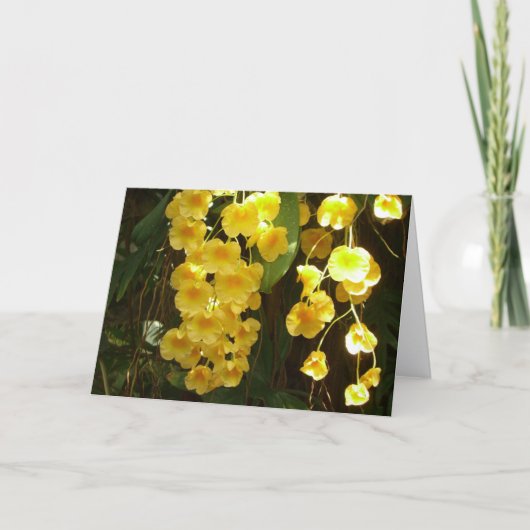Hanging Yellow Orchids Tropical Flowers (Devant)