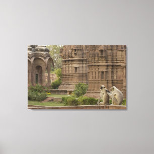 Hanuman Langurs of zwart gezicht, gewone of grijze Canvas Afdruk