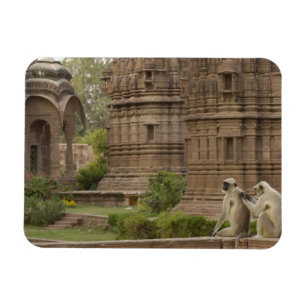 Hanuman Langurs of zwartkop, gewone of grijze Magneet