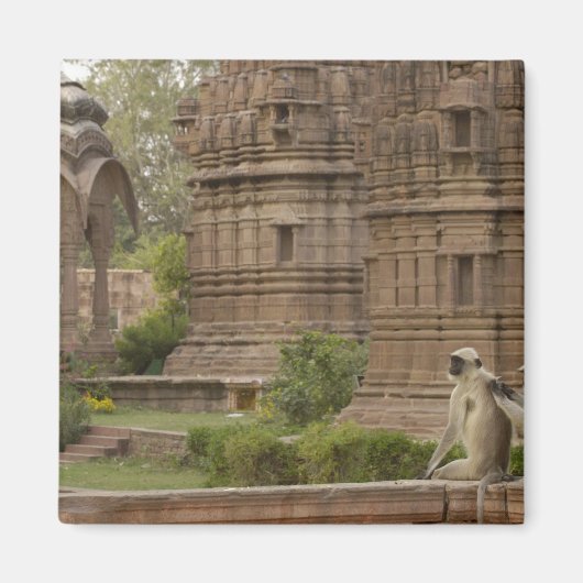 Hanuman Langurs of zwartkop, gewone of grijze Magneet (Voorkant)