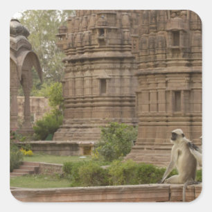 Hanuman Langurs of zwartkop, gewone of grijze Vierkante Sticker
