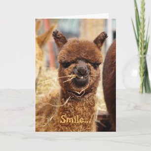 Happy Alpaca Kaart
