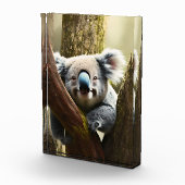 Happy Australian Koala in Tree, fotoblok (Rechts)