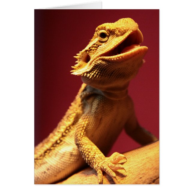 Happy Bearded Dragon (Voorkant)