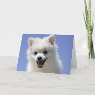 Happy Birthday American Eskimo Puppy Dog Card Kaart
