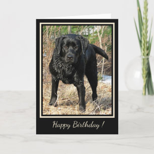Happy Birthday Black Labrador - Hond op eenden Kaart