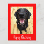 Happy Birthday Black Labrador Retriever Post Kaart (Voorkant)