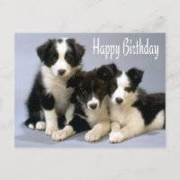 Happy Birthday Border Collie Puppy Dog Card