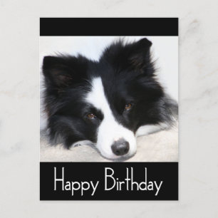 Happy Birthday Border Collie Puppy Dog Post Card Briefkaart