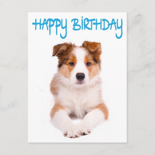 Happy Birthday Border Collie Puppy Dog Post Kaart (Voorkant)