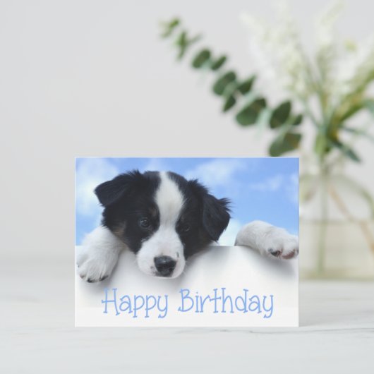 Happy Birthday Border Collie Puppy Dog Post Kaart (Staand voorkant)