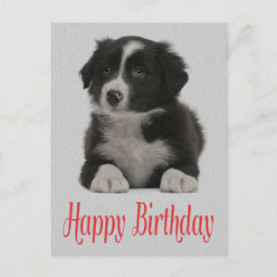 Happy Birthday Border Collie Puppy Dog Post Kaart