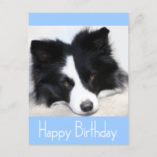 Happy Birthday Border Collie Puppy Dog Post Kaart