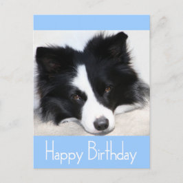 Happy Birthday Border Collie Puppy Dog Post Kaart