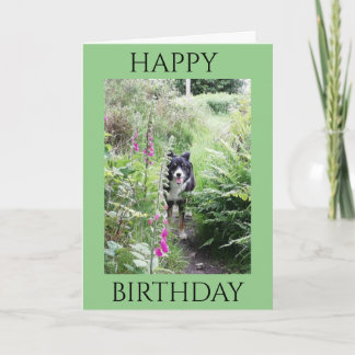 'Happy Birthday' Collie en Foxhandschoenen Quality Kaart