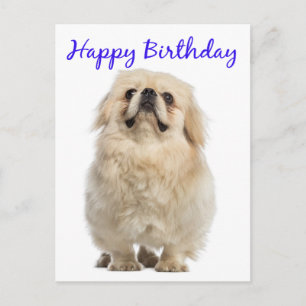 Happy Birthday Cream Pekingese Puppy Dog Blue Briefkaart