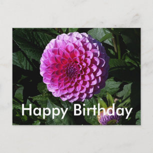 Happy Birthday Dahlia Pink Paradise #1 Briefkaart