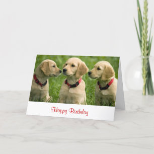 Happy Birthday Golden Retriever Puppies Note Kaart