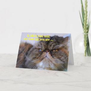 Happy Birthday Humor Calico Persian Kat Card Kaart